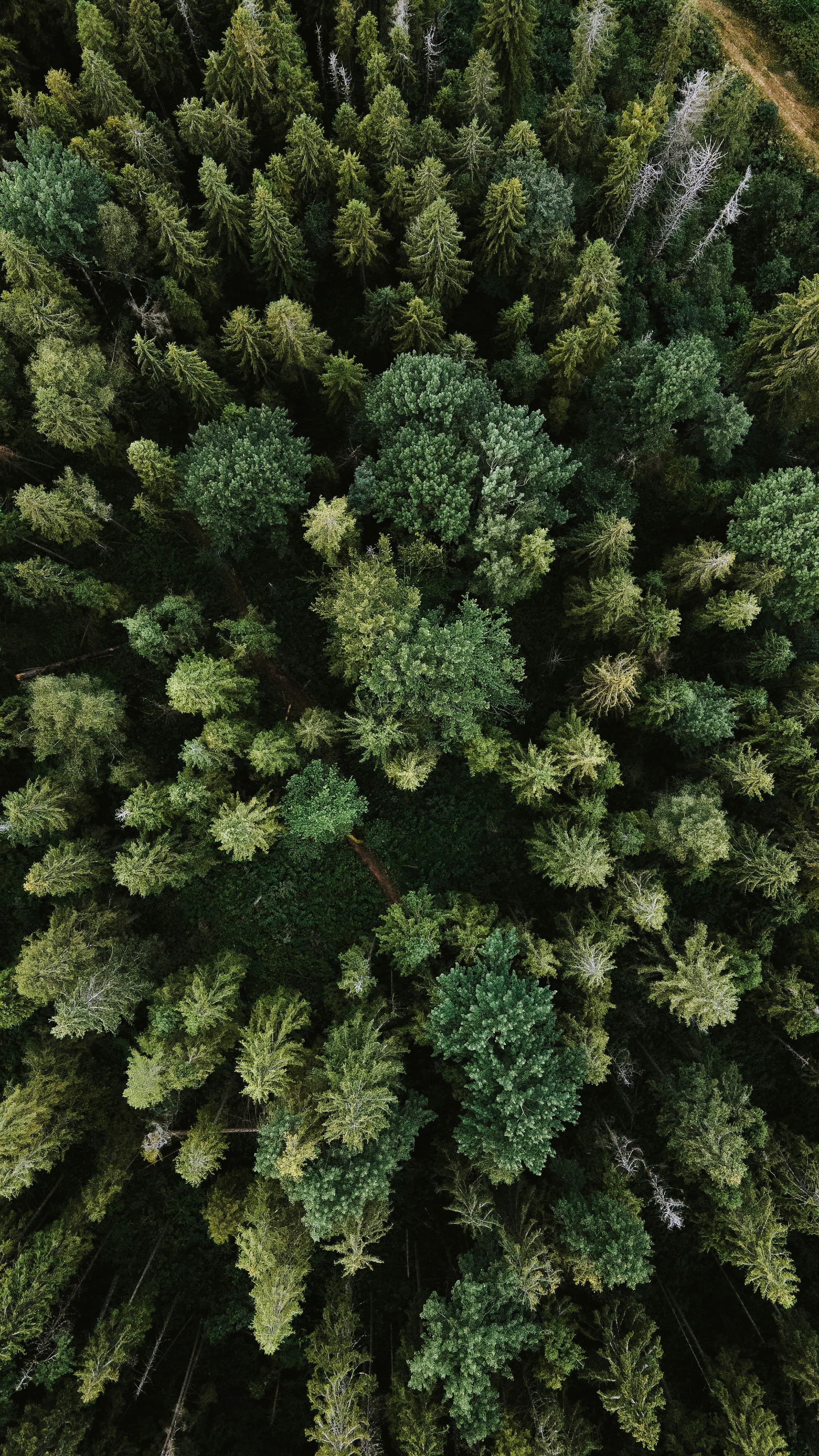 Foresty background